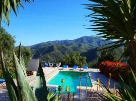 Olive Branch El Chorro