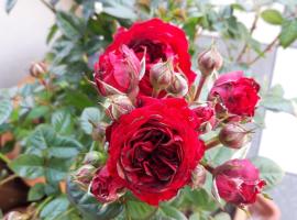 玫瑰园旅馆，位于Franking的酒店