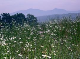 Heartstone Country Retreat，位于Buena Vista的酒店