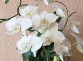 DvīņuMājas Vintage B&B，位于巴尔维的住宿