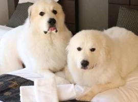 Miyajima Shiro，位于宫岛的宠物友好酒店