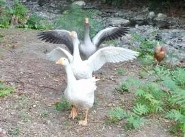 Gli Ulivi Bed & breakfast