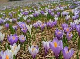 Camere Nordest Sudest- Conca Agordina