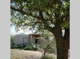 Cottage amidst vines and Oak Trees