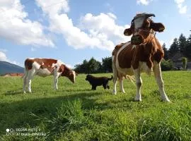 ZALASEK Gospodarstwo Agroturystyczne z Alpakami