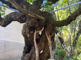 Tsinandali Edem - Tsinandlis Edemi - Цинандали Эдем