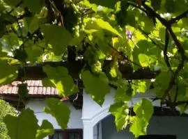 Pridvorul lui Viorel