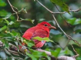 Chosa Manglar Suites & Cabins