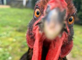 Farm Stay POPLAR Cottage at Wilindi Estate，位于亚伯的酒店