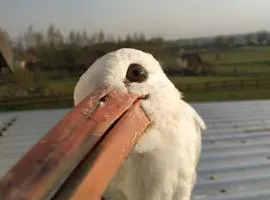 Oaza nad Krutynią