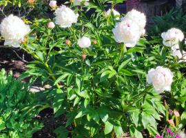 Pension Goldener Drache，位于Oelsnitz/Vogtland的酒店