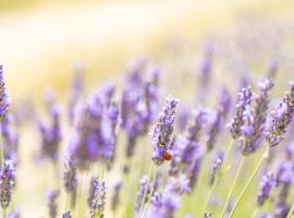 Agriturismo La Valle della Lavanda - Podere Mezzastrada，位于福利亚的农家乐