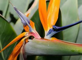 Birgits Lodge，位于莱茵巴赫的木屋