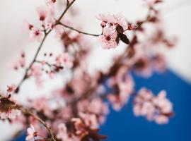 Cherry Blossom - Backup Power Inverter，位于塞雷斯塞雷斯溜索冒险运动中心附近的酒店