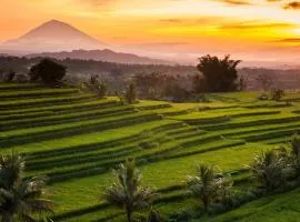 Kubu Pinge