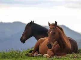 Refúgio nas Nuvens, a morada do Muriqui