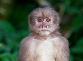 Anaconda Lodge Ecuador，位于Ahuano的海滩酒店