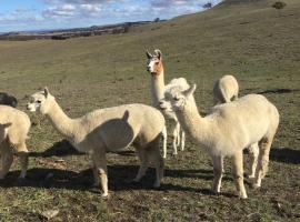 GOULBURN ALPACA FARM STAY，位于The Forest的酒店