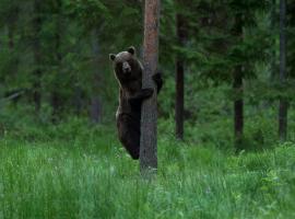 Bear Watching Hide of Alutaguse，位于Palasi的露营地