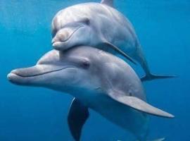 Dolphin Beach Get Away，位于罗萨里托的酒店