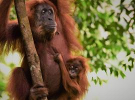 Lucky Bamboo'Bungalows-Resto and Orangutan Jungle Trekking Tours，位于武吉拉旺的酒店
