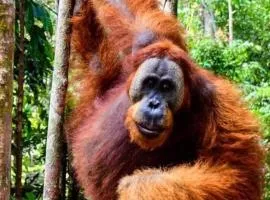 ORANGUTAN TREKKING LODGE Only Book Jungle trek with us