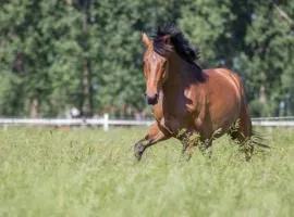 Pferdeidylle direkt neben Berlin in Dallgow