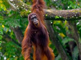 Bukit Lawang Trekking Organizer，位于武吉拉旺的乡村别墅