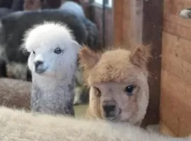 B&B Canossalpaca