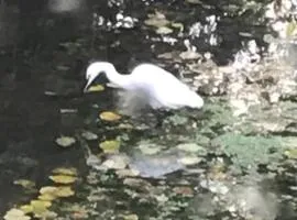 Réveil aux chants des oiseaux
