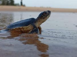 Turtle Watch Cabana，位于坦加拉的家庭/亲子酒店