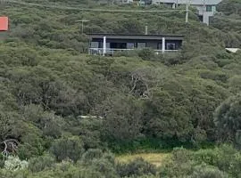 SaltBush