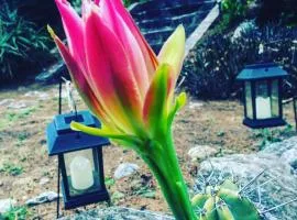 Cabañas spa el petrel