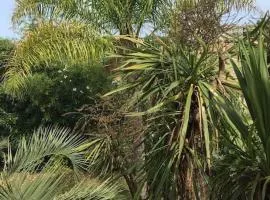 Mare è Monte , jardin méditerranéen et exotique.