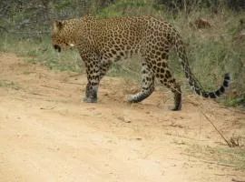 Yala Big Game Drive with Heina Eco Team (3 Day 2 Night)