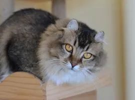 ニャー助のホテルん