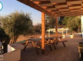 Almojanda 3 olive tree