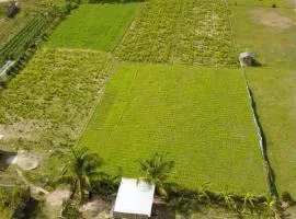 The Daun Puntik HomeStay
