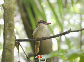 Celebes Birdpacker，位于Rinondoran的豪华帐篷