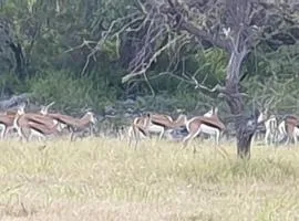 Paradise Camp Game Lodge