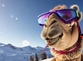 Chilled Camel