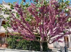 MUGELLO - Via della Musica