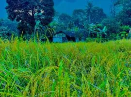 Oryza wayanad