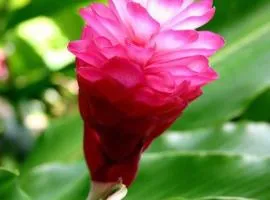 Alpinia