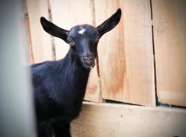 BIWAK Na Sygulnej Przywieź namiot，位于Mizerna的酒店