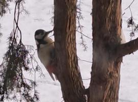 Laasi puhkemaja，位于Vintri的酒店