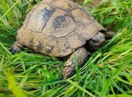 Le gîte de la tortue