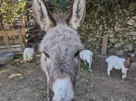 Maison organique à la mauvaise herbe