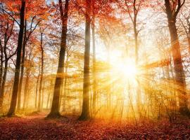 VELUWSHOF HOENDERLOO HOLIDAYS Luxe Holidayhomes with PRIVATE JACUZZI'S - SwimmingPool - Tennis Court - Bowling - Supermarket and Children Entertainment，位于洪德洛的酒店