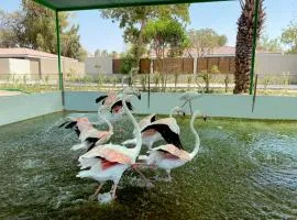 Flamingo Cottages